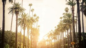 street lined with tall palm trees